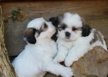 boomer-pups